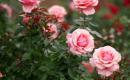 Советы от опытных садоводов: как сажать розы осенью?