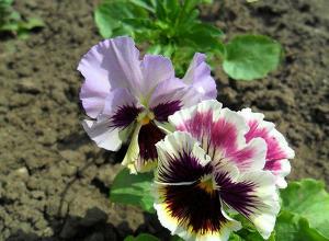 Выращивание виолы – любимого цветка Жозефины