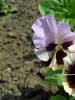 Выращивание виолы – любимого цветка Жозефины