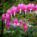 10 лучших многолетних тенелюбивых растений и цветов для сада