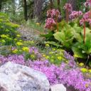 Видео «Теневыносливые цветы для сада