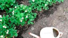 Удобрение клубники весной для увеличения урожая: советы дачников