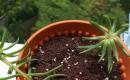Махровый и крупноцветковый портулак и его выращивание из семян