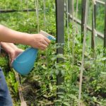 Как выбрать и посадить декоративные кустарники?