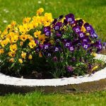 Как ухаживать за растениями в летний сезон?