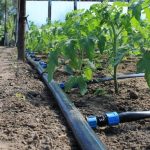 Как бороться с сорняками на огороде?