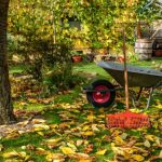 Как ухаживать за растениями в летний сезон?