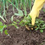 Как организовать систему полива на огороде?