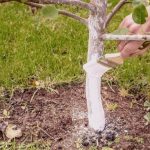 Как выбрать идеальные растения для сада?