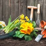 Как выбрать и посадить декоративные кустарники?