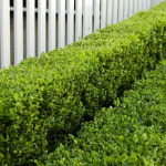 Как правильно ухаживать за садовыми деревьями?