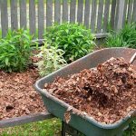 Как бороться с сорняками на огороде?