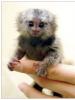 Le plus petit singe du monde - igrinka nain