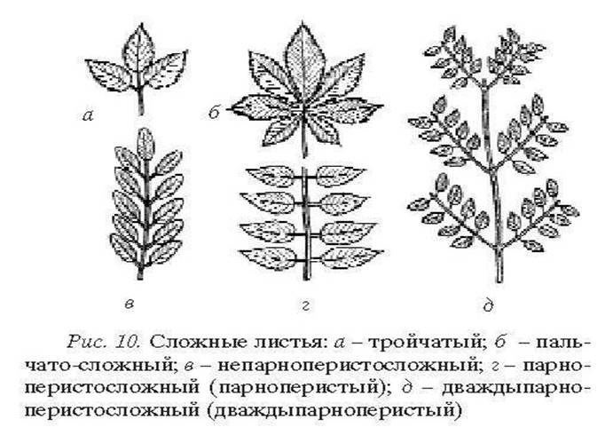 Рисунок простого и сложного листа. Однолисточковый сложный лист. Непарноперистые тройчатые листья. Перисто сложный сложный лист. Типы сложных листьев.