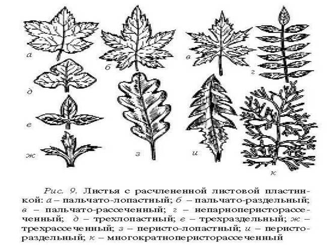 Лапчатка гусиная жилкование листа