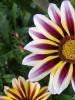 گل های گاتسانیا: رشد از دانه ها دشوار نیست گاتسانیا در باغ