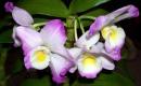 Dendrobium Nobile: کشت و مراقبت