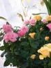 مراقبت صحیح از گل رز داخلی در خانه برگ های گل رز داخلی افتاده است