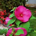 Comment faire pousser de l'hibiscus de jardin dans la zone médiane