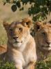 شیر - حیوان وحشی آفریقا: توضیحات، عکس ها و تصاویر، ویدئو با شیرها
