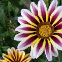 गटसानिया फूल: बगीचे में गटसानिया को बीज से उगाना मुश्किल नहीं है