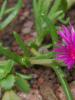 डेलोस्पर्मा: खुले मैदान में पौधा कैसे उगाएं डेलोस्पर्मा की खेती और देखभाल