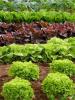 लेट्यूस का पौधा: घर पर और खुले मैदान में बीजों से उगाना खुले मैदान में कितना लेट्यूस उगता है