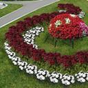 डू-इट-खुद बारहमासी फूलों की क्यारियाँ - एक सुंदर फूलों का बगीचा बनाना